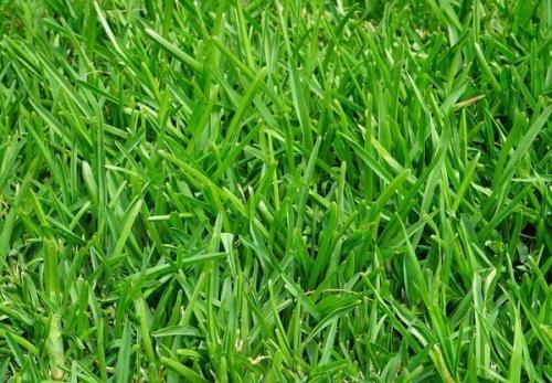 Уход за газонной травой летом. Газонная трава –, как выбрать, какая лучше для дачи